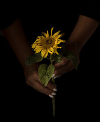 selective focus. yellow sunflower flower in girl's hands