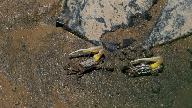 Two Atlantic sand fiddler crabs or Calico fiddler (Leptuca pugilator) have yellow claws that go in and out of holes