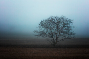 tree in the mist