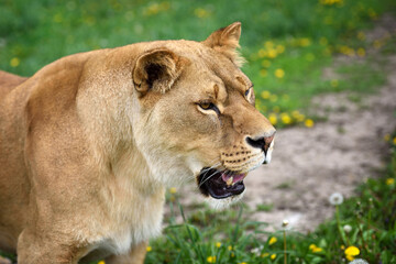 Lioness on a green lawn in sunny day. Portrait of a wary lioness.