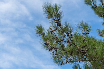 Centenary Pitsunda pine Pinus brutia pityusa on embankment of Gelendzhik resort. Close-up of large...