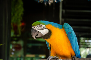 Pet. Colorful parrot standing on a wood in the garden at home