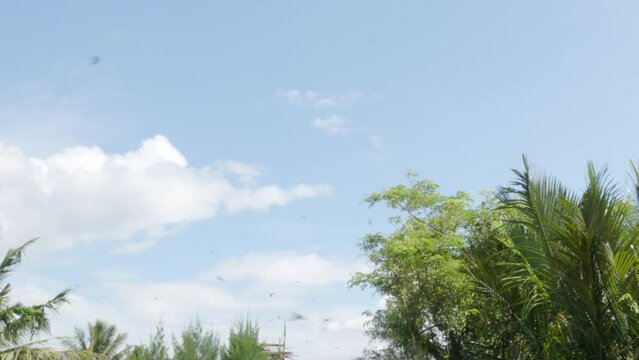 A flock of birds flying quickly over the mangrove forest (halophytes) which is the habitat of various animals