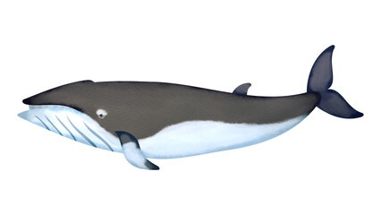 ミンククジラ（コイワシクジラ）の水彩風イラスト
Common minke whale. Watercolor style illustration.