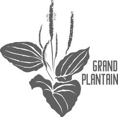 Grand plantain leafs vector silhouette. Plantaginis majoris medicinal herbal outline. Plantago Major silhouette for pharmaceuticals and cosmetology. A set of Grand plantain plant outlines.