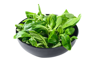 Corn salad or lamb's lettuce, Fresh leaf vegetable 