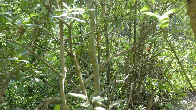 Views in shady mangrove forests (halophytes) that protect from exposure to hot sun and harsh winds