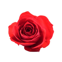 Beautiful red rose flower blossom 