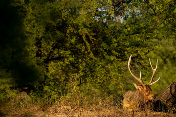 big male sambar deer or rusa unicolor portrait with long horns relaxing in forest in natural green background in jungle safari at forest of central india asia