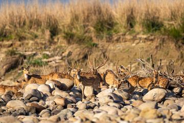 spotted deer or chital or axis deer family head on in herd or group family on big rocks or stones in winter morning light dhikala jim corbett national park terai forest tiger reserve uttarakhand india