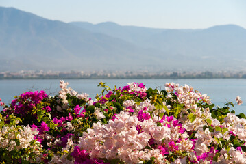 Aegean region. View from peninsula to city of Fethiye and mountains. Club and hotel Letoonia five stars. Beautiful flowers in foreground. Relaxing atmosphere. Turkey, Fethiye - September 10, 2007