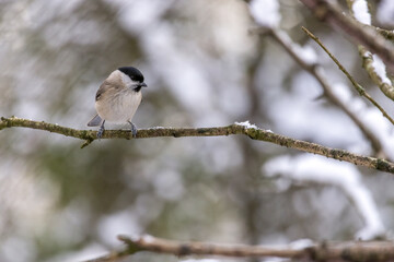 Blackcap, Sylvia atricapilla, perched in a tree in winter