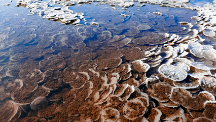 Kuyalnik estuary, Black Sea. Table salt in the form of round pancakes at the bottom and the bank of the estuary. Table salt crystals