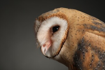 Beautiful common barn owl on grey background, closeup