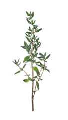 Aromatic green thyme sprig isolated on white. Fresh herb