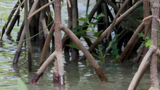 Young mangrove plant roots (halophytes) planted for mangrove forest reforestation programs on the coast