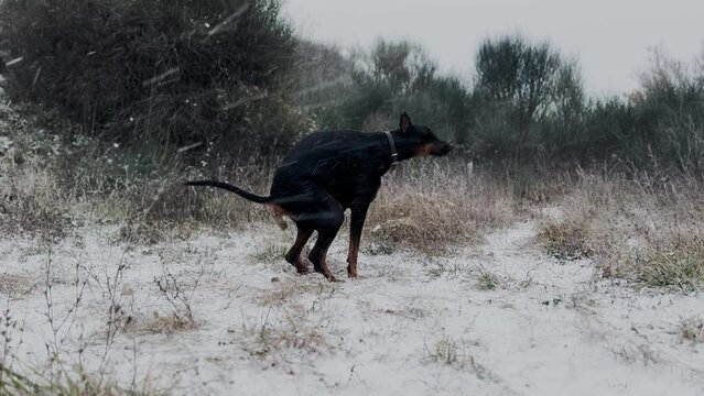 Doberman Pinscher, Dog In The Snow Blizzard Snowy Winter Day 
