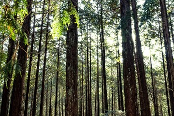 ヒノキ林