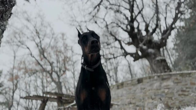 Doberman Pinscher Dog, In The Forest Winter, Snowy Day 
