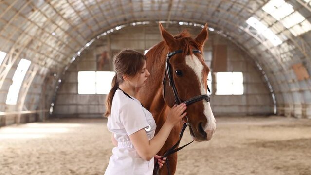 Checking the ears. Female doctor in white uniform checking horse in the hangar.