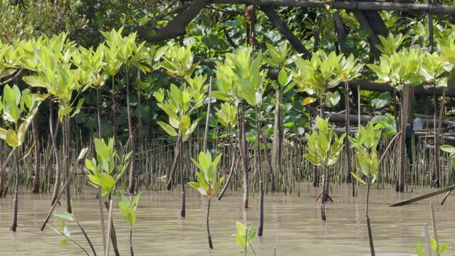 A group of young mangrove plants (halophytes) planted for a mangrove forest reforestation program on the coast