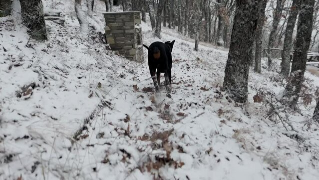 Doberman Pinscher Dog, Running In The Forest Snowy Winter Day 