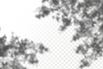 Realistic shadow tropical leaves and branches on transparent checkered background. The effect of overlaying shadows. Natural light layout.