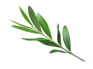 Olive twig with fresh green leaves on white background
