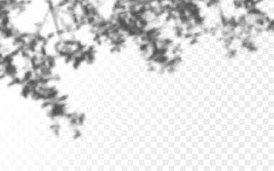 Realistic shadow tropical leaves and branches on transparent checkered background. The effect of overlaying shadows. Natural light layout.