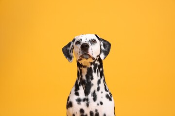 Adorable Dalmatian dog on yellow background. Lovely pet