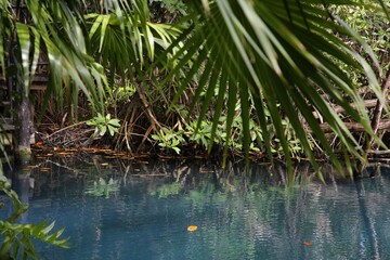 Picturesque view of beautiful lake in jungle