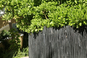 Fototapeta na wymiar Beautiful green shrubs near fence on sunny day