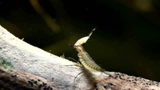 Aquatic Beetle Larva Eating a Backswimmer