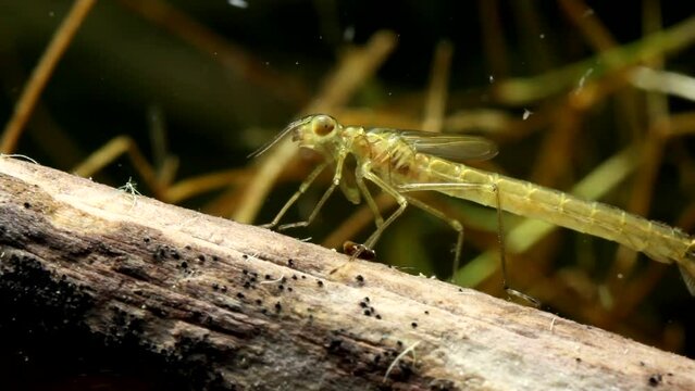Danselfly Nymph Lying in Wait