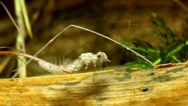 Callibaetis Nymph Crawling with Gills Waving