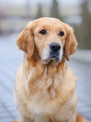 close-up portrait dog golden retriever labrador sits on the road in early spring at sunset