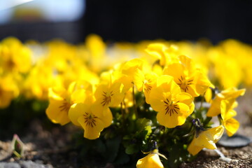 yellow flowers in spring