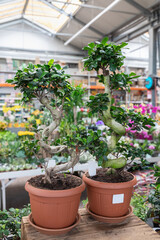 Fototapeta na wymiar Ficus Bonsai Ginseng oriental tree in plant store