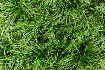 Cat grass Cyperus Zumula in plant store, close up top view