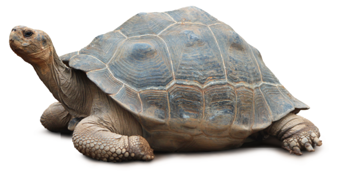 Big old giant turtle isolated, minimum soft shadow