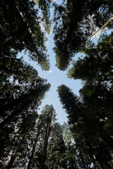 top of trees forming a star against the blue sky in a forest on Kauai Hawaii USA