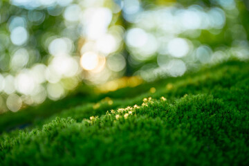 Moss~Brilliant fresh green moss in the forest lit by warm morning light. Feel the beauty of nature. 光に照らされた森の中の苔。