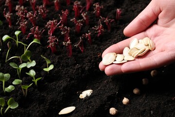 Woman planting pumpkin seeds into fertile soil, closeup. Vegetable growing