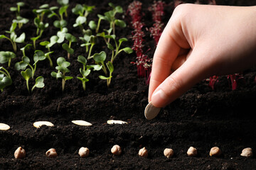 Woman planting pumpkin seeds into fertile soil, closeup. Vegetable growing