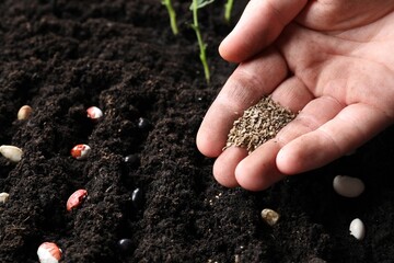 Woman planting carrot seeds into fertile soil, closeup. Vegetable growing