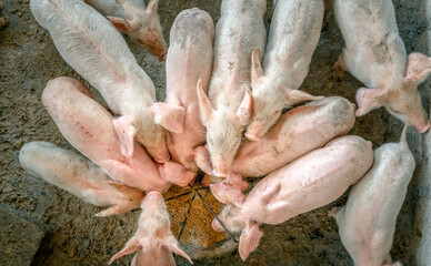 Many little piglets are fighting for food on a rural pig farm. top view