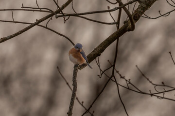 Bluebird perched on a tree branch
