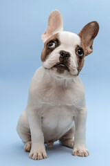 Lovely french bulldog looking up with curiosity, sitting on blue background. French Bulldog puppy 3 months old. Beautiful french bulldog dog