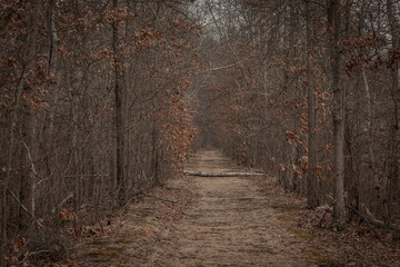 Fototapeta premium A trail in New Jersey on a cloudy February morning
