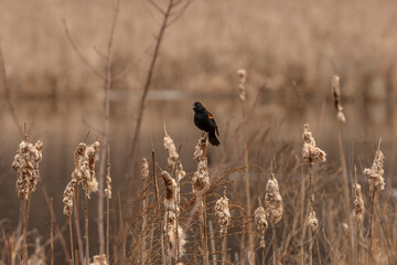 Male Red-winged Blackbird sings while perched on a cattail